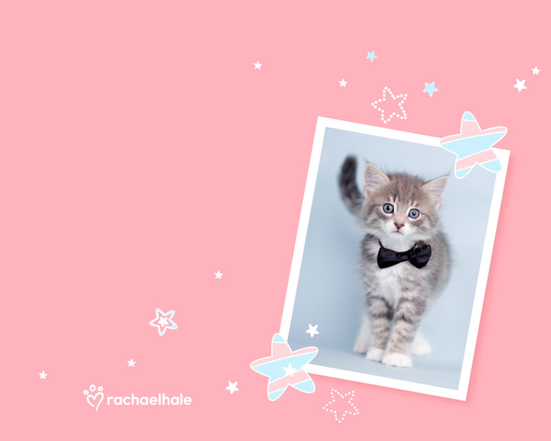 Kitten with Bow Tie — Pink