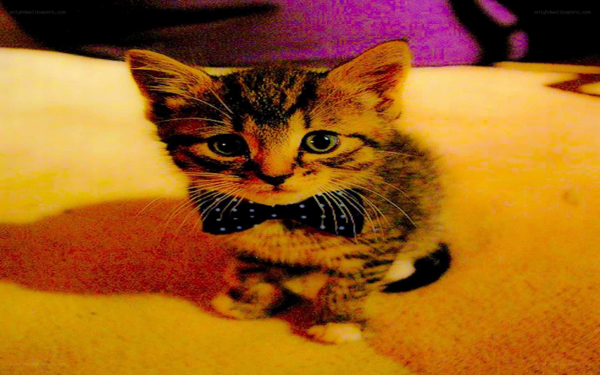 kitten with bow tie