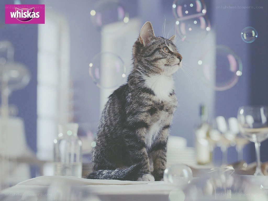 kitten with bubbles on table