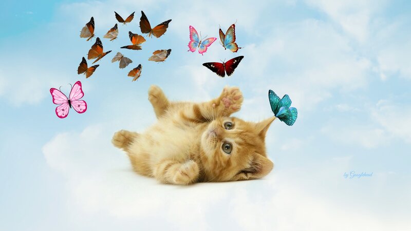 Kitten with Butterflies — Blue