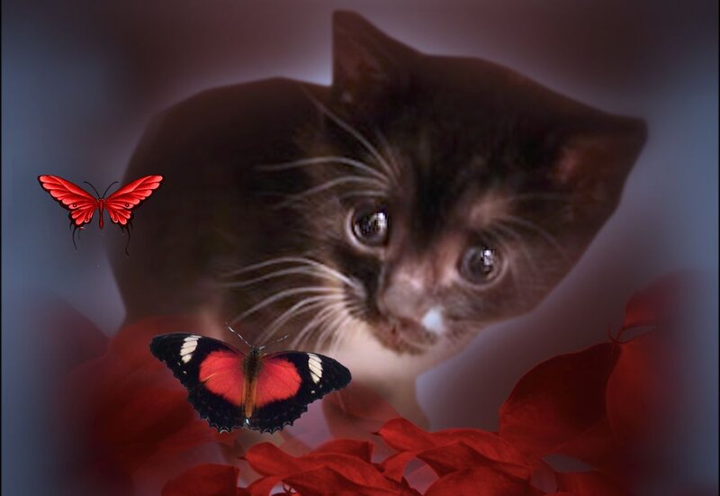 Kitten with Butterflies