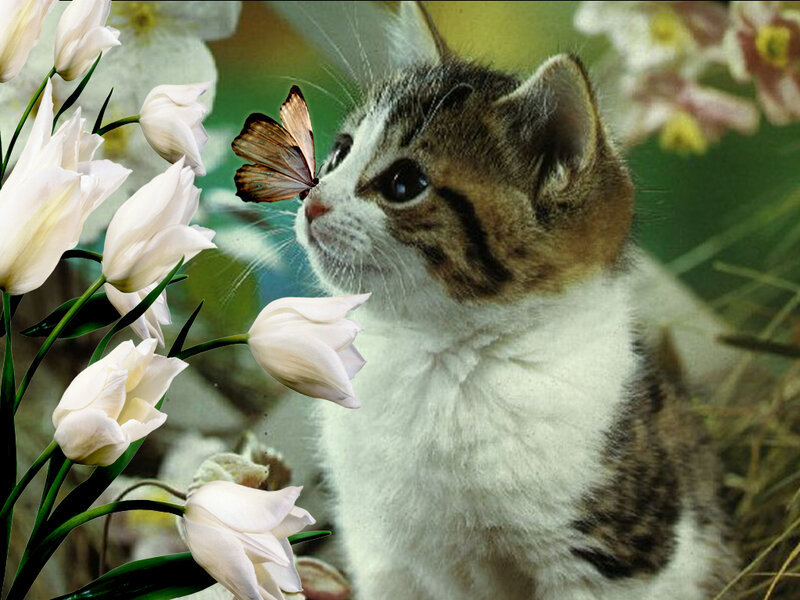 Kitten with Butterfly — White