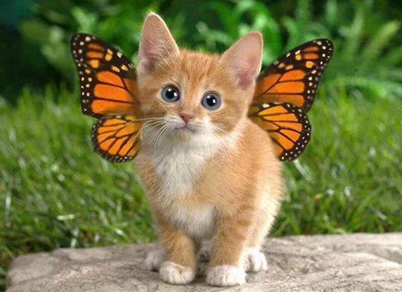 Kitten with Butterfly Wings