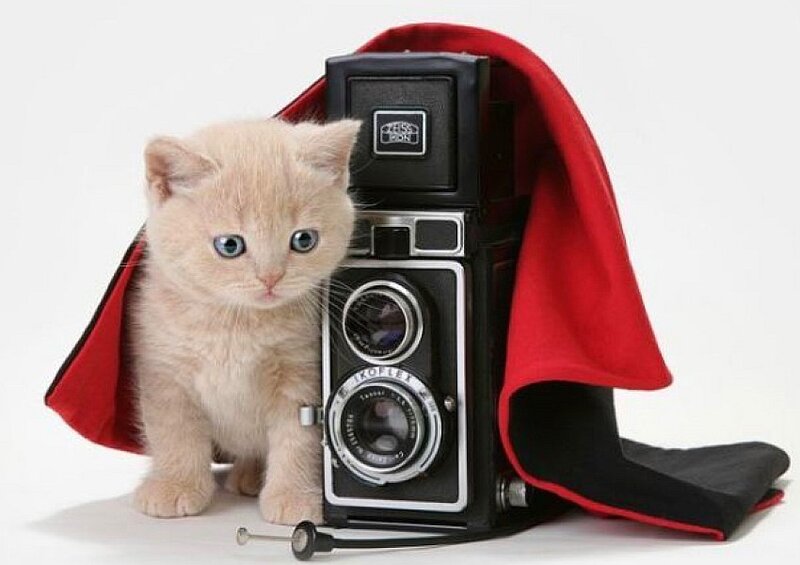 kitten with camera and cape