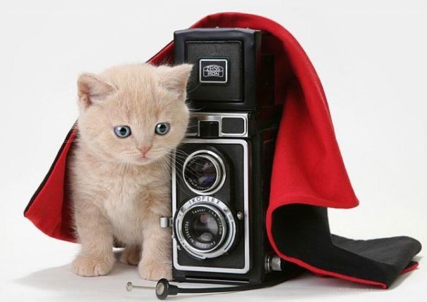 kitten with camera and cape