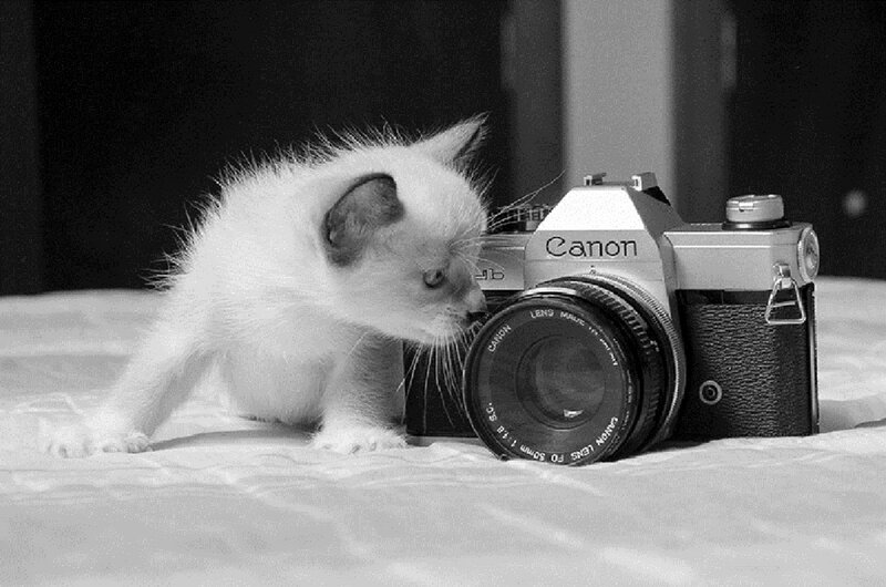 Kitten with Camera — Black