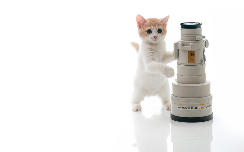 Kitten with Camera Lens
