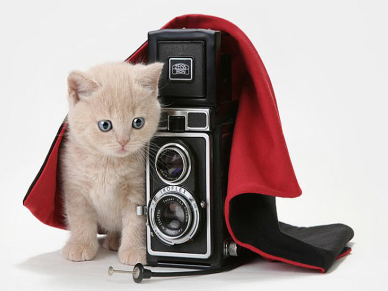 Kitten with Camera