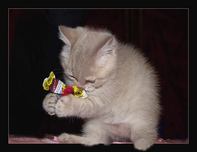 Kitten with Candy