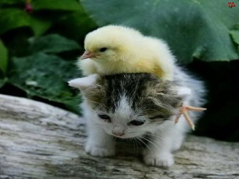 Kitten with Chick on Back