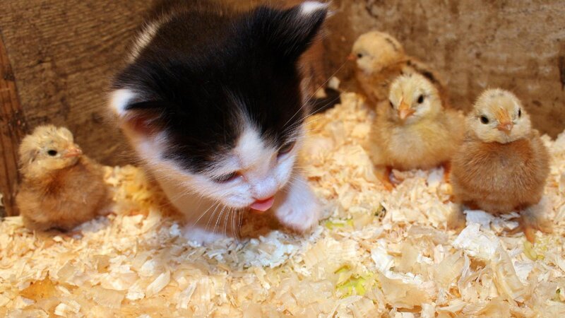 Kitten with Chicks — Brown, Calm