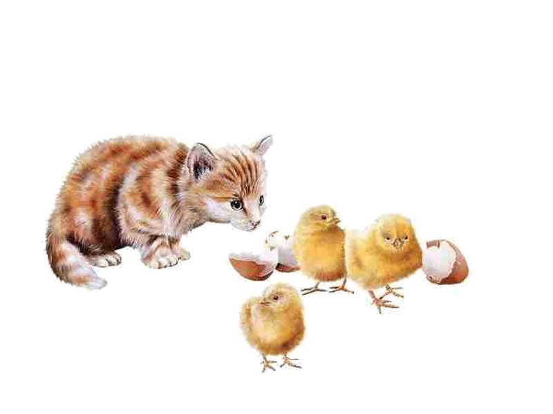 Kitten with Chicks — White