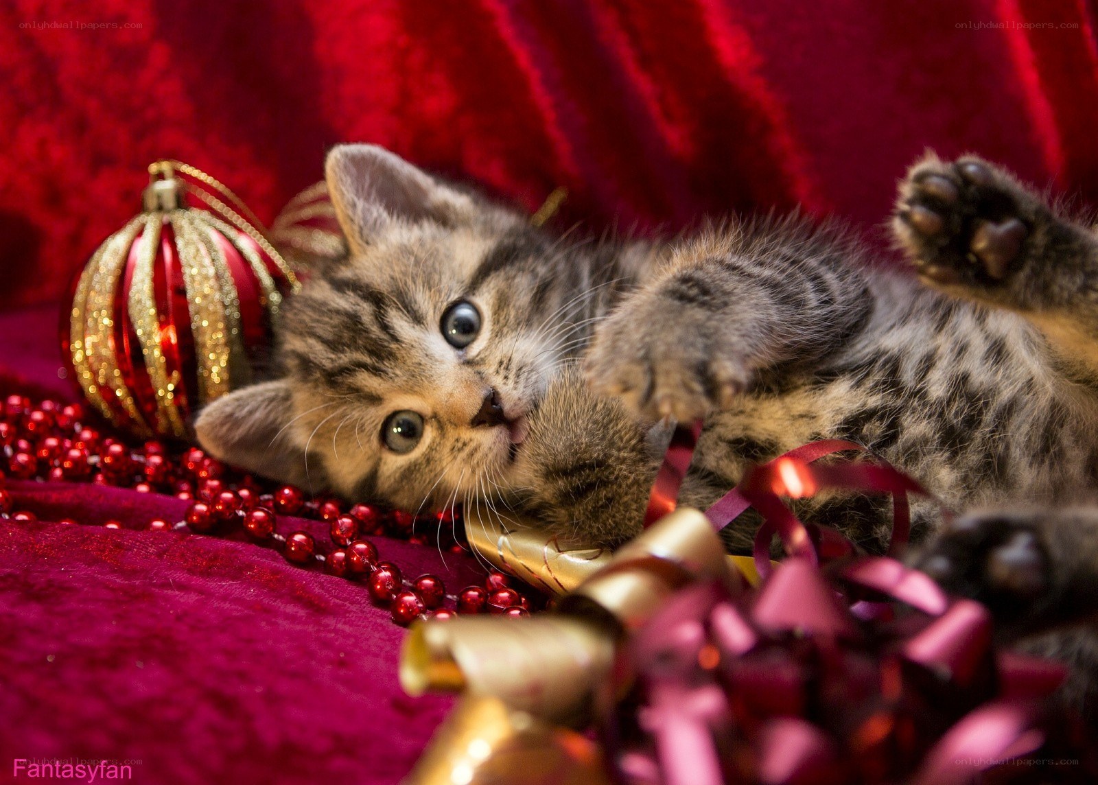 kitten with christmas ornaments
