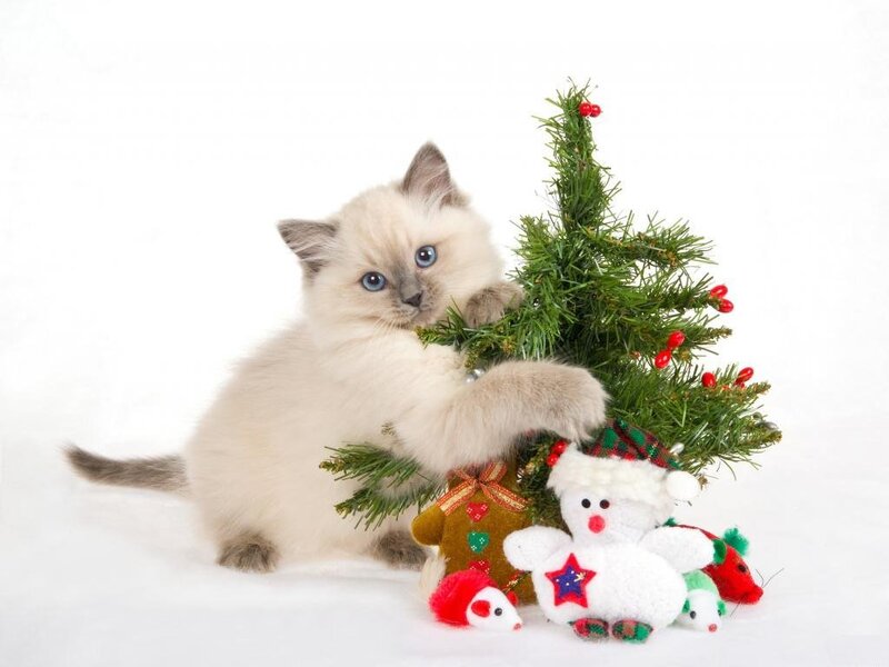 kitten with christmas tree