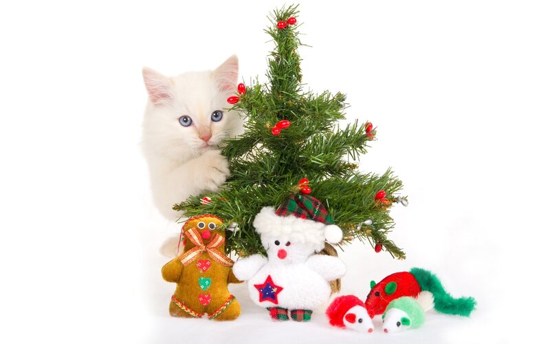 kitten with christmas tree