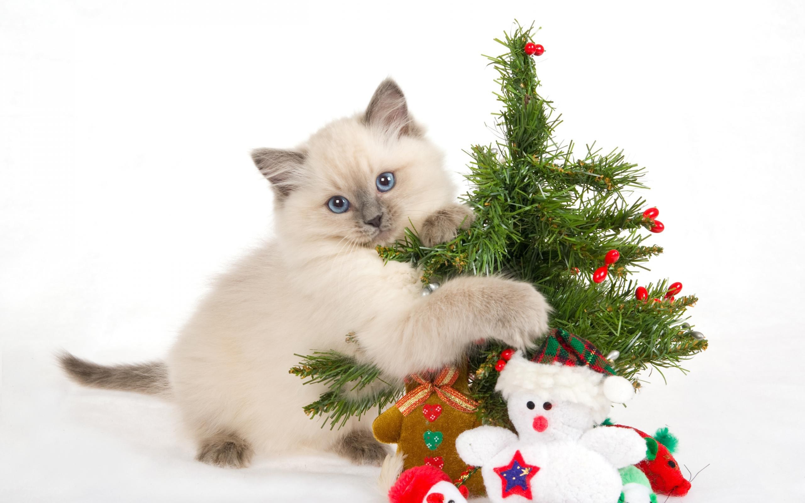 kitten with christmas tree