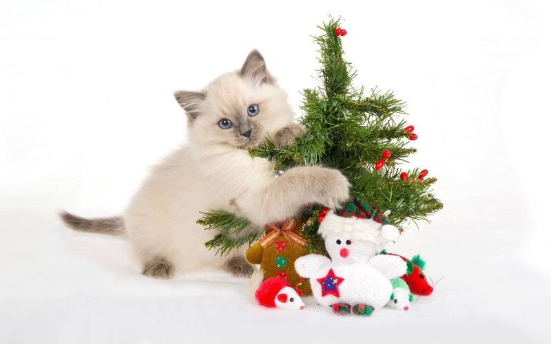 kitten with christmas tree