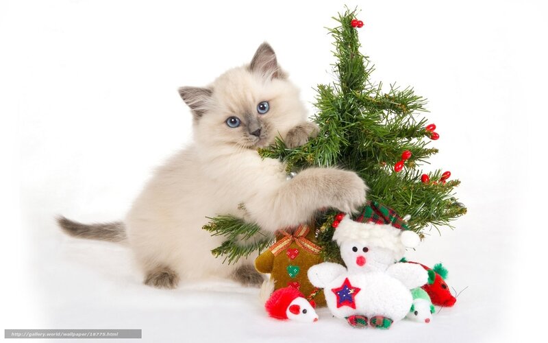 kitten with christmas tree