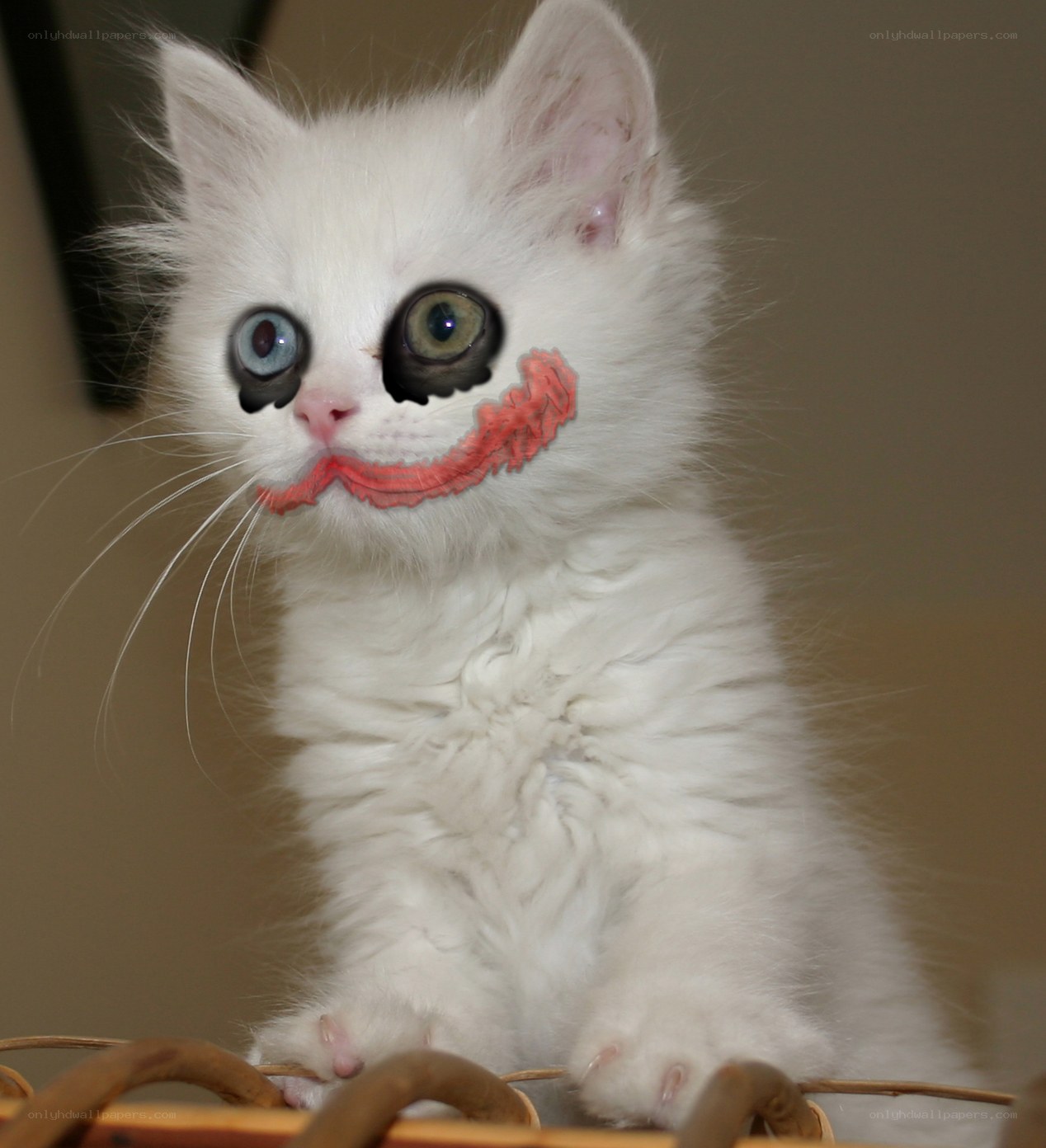 kitten with clown makeup
