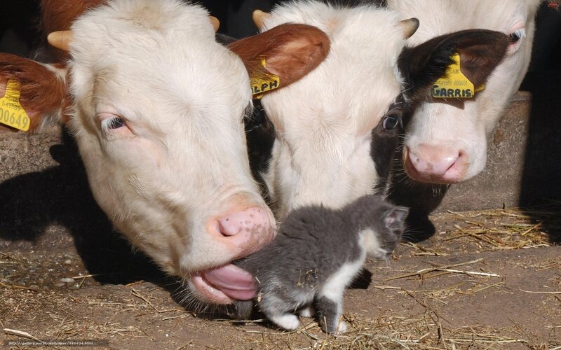 Kitten with Cows