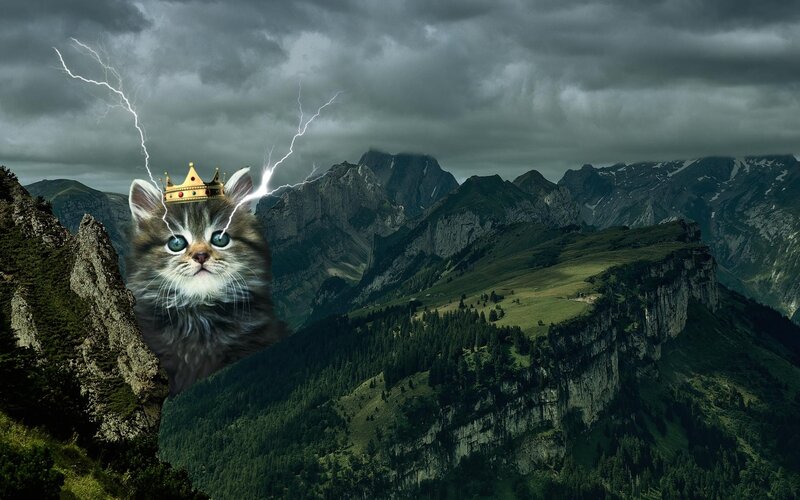 Kitten with Crown
