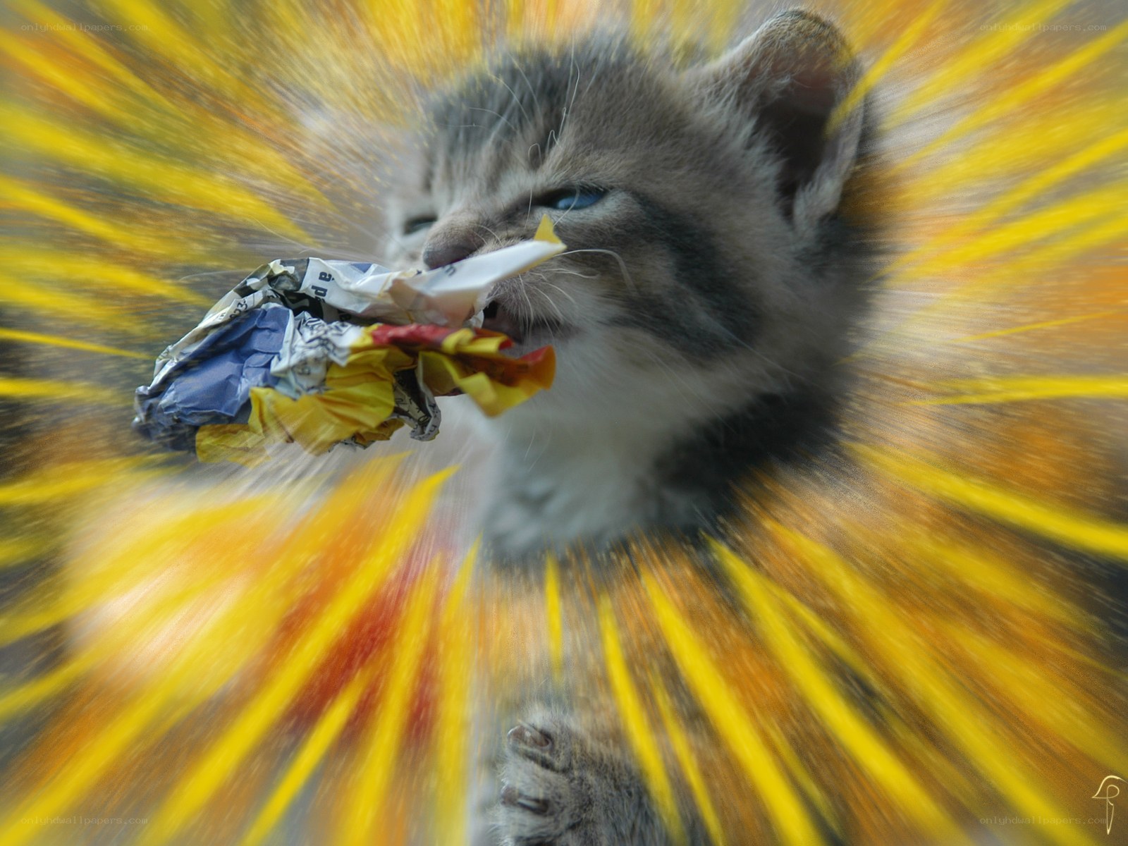 kitten with crumpled paper