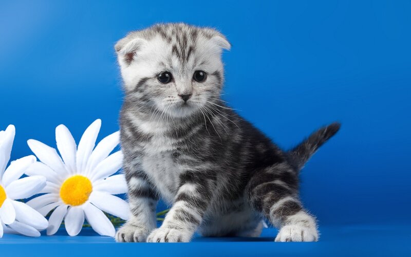 kitten with daisies