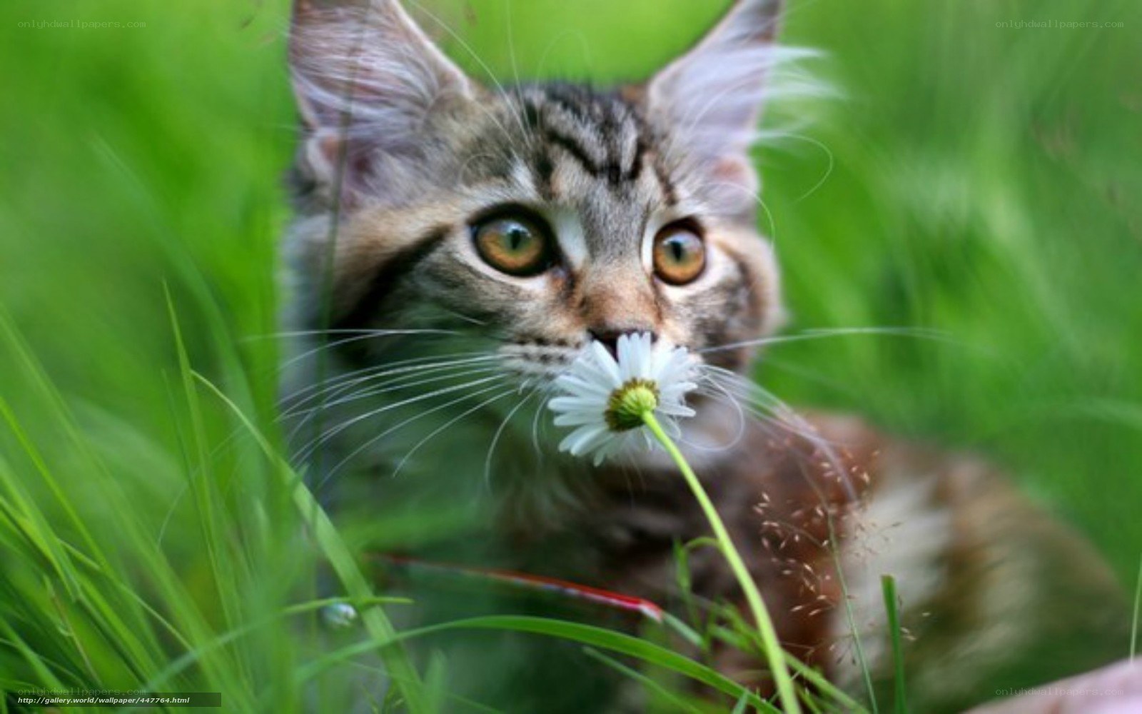 kitten with daisy in grass