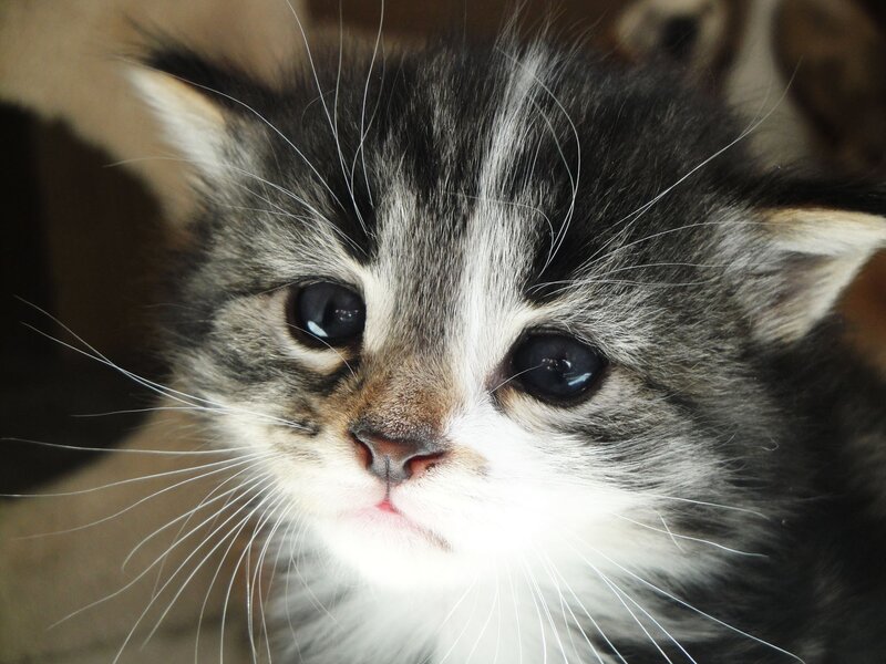 Kitten with Dark Fur