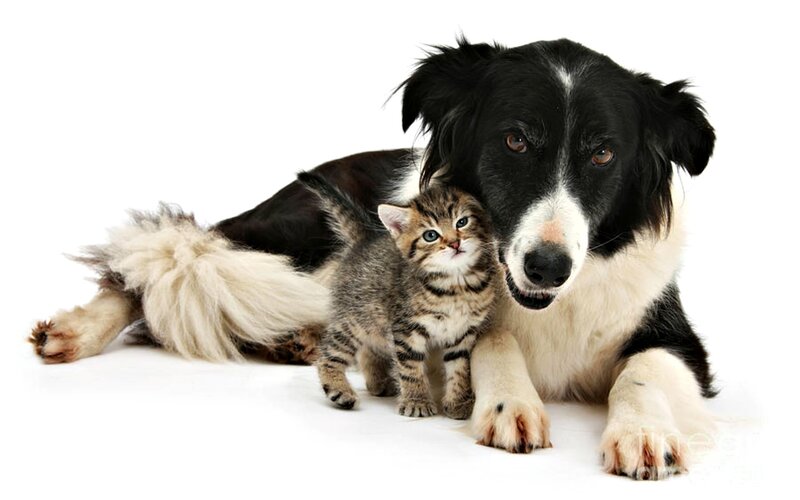 Kitten with Dog — Black