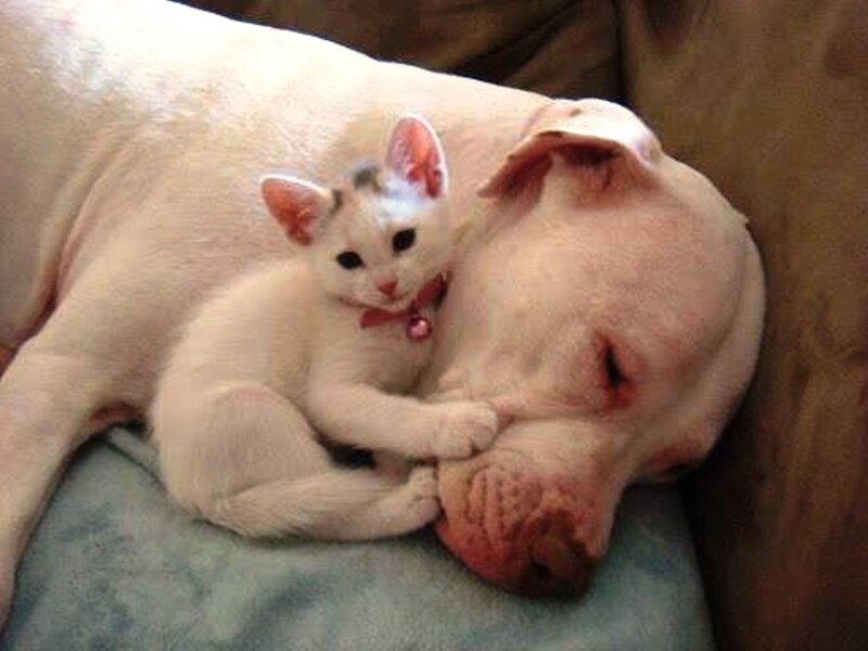 Kitten with Dog