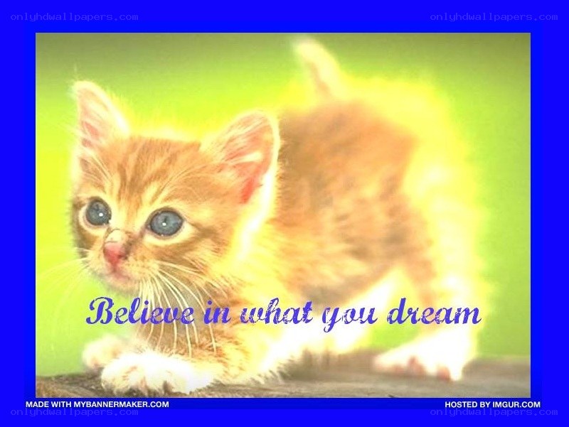 kitten with dream quote