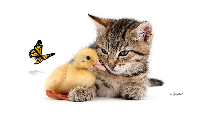 Kitten with Duckling