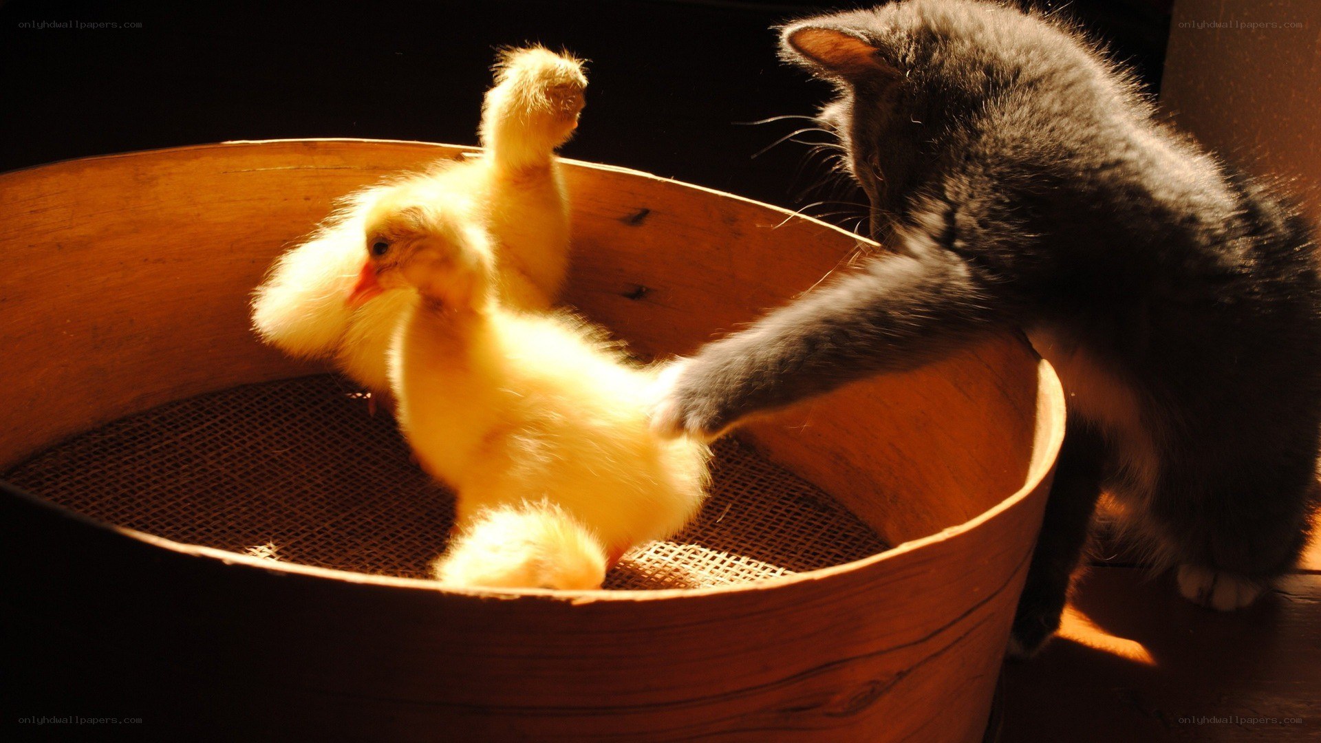kitten with ducklings in basket
