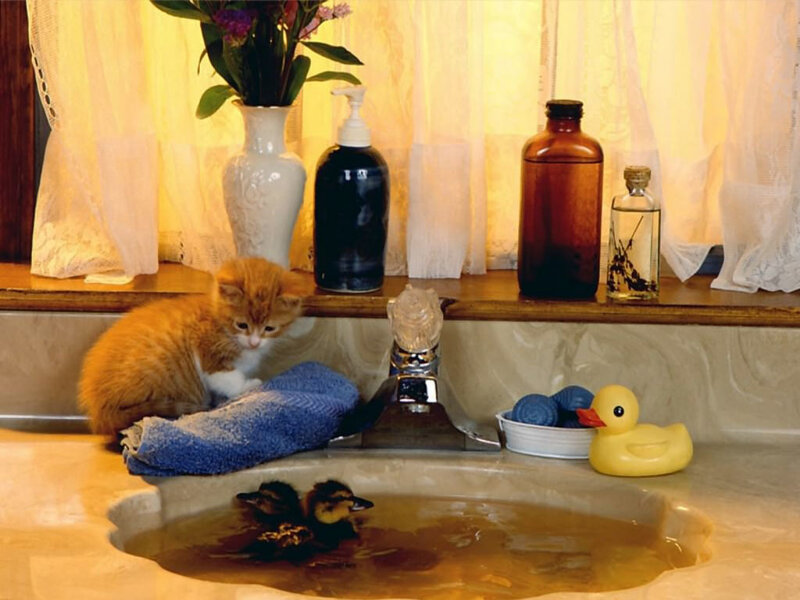 kitten with ducklings in sink