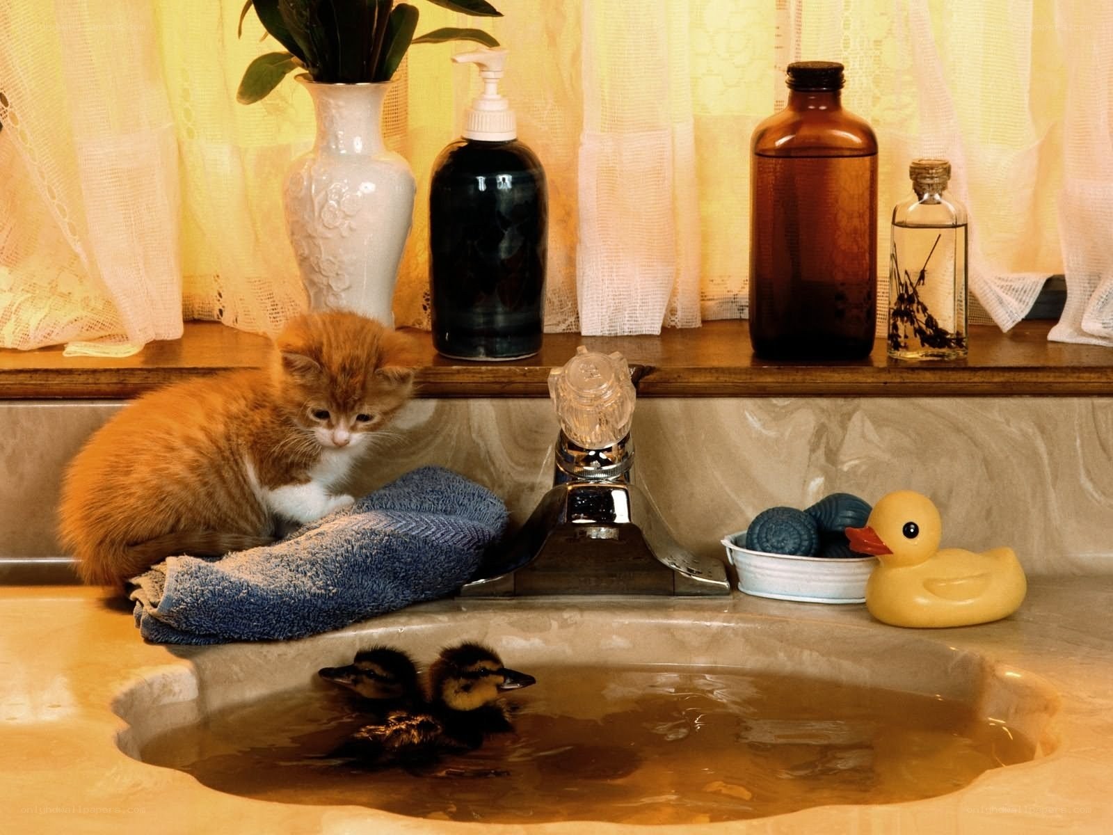 kitten with ducklings in sink