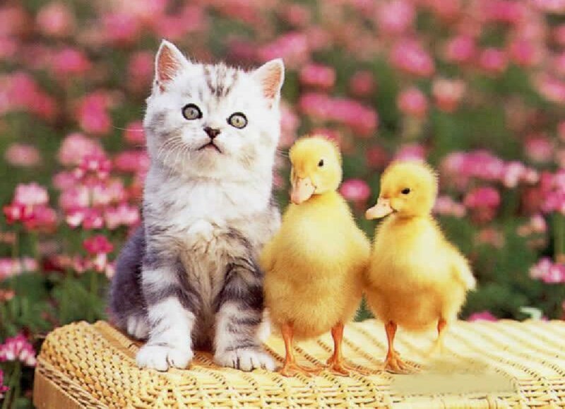 Kitten with Ducklings — Yellow, Peaceful, Spring