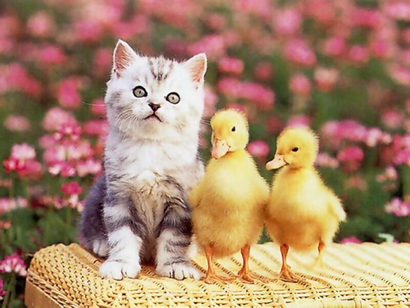 Kitten with Ducklings — Yellow, Peaceful