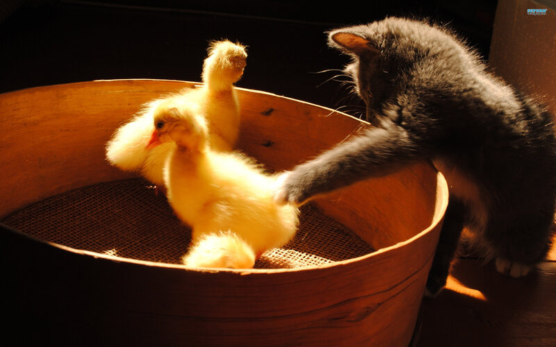 Kitten with Ducklings — Yellow