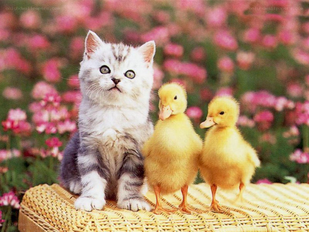kitten with ducklings