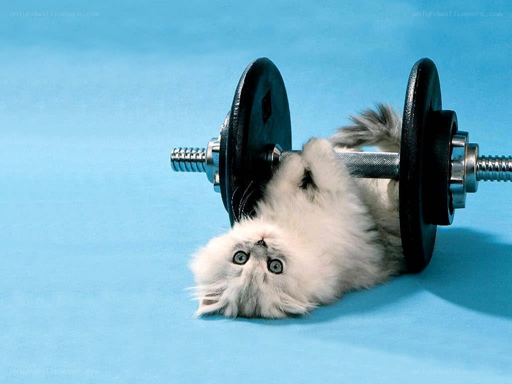 kitten with dumbbell