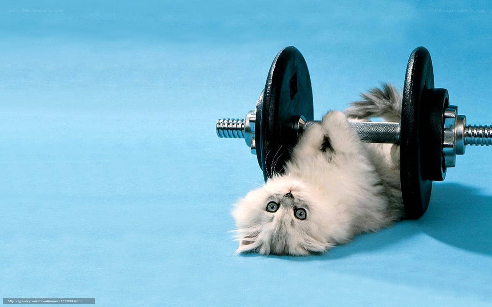 kitten with dumbbell