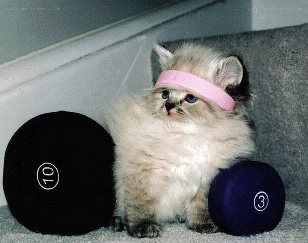 kitten with dumbbells