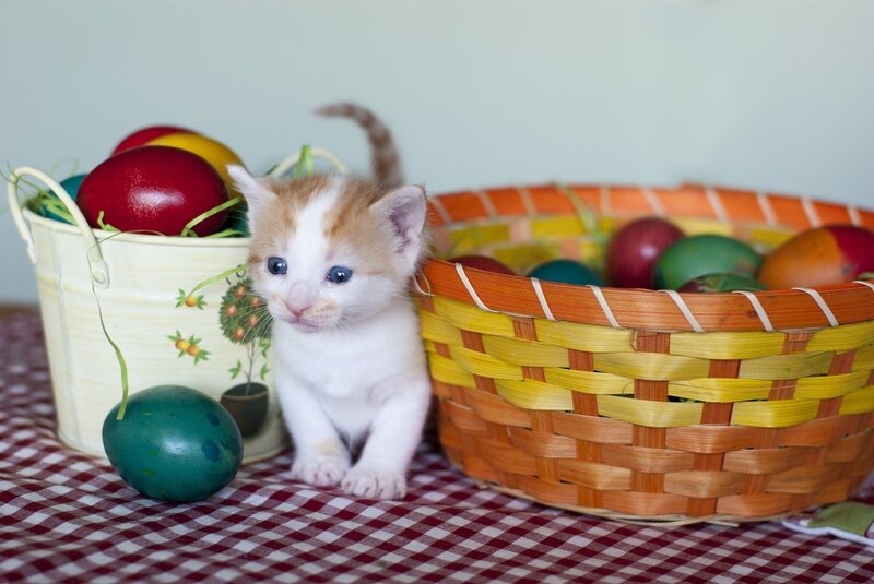 kitten with easter eggs