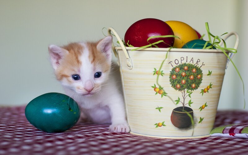 Kitten with Easter Eggs — White, Calm