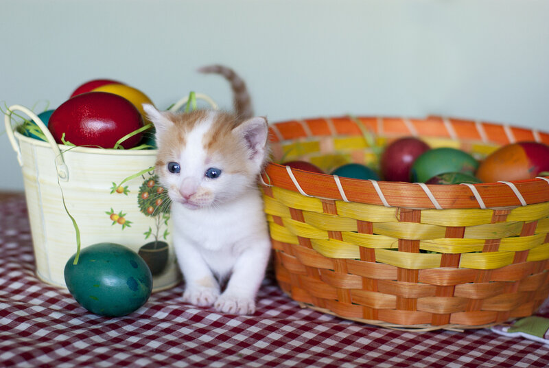 Kitten with Easter Eggs — White