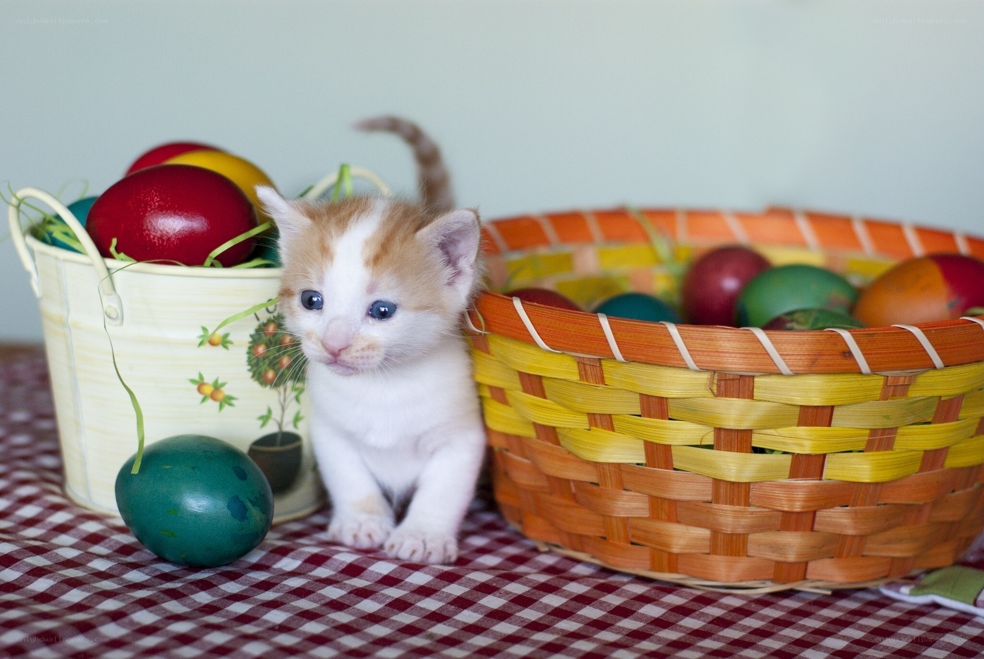 kitten with easter eggs