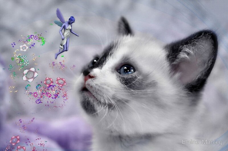 Kitten with Fairy