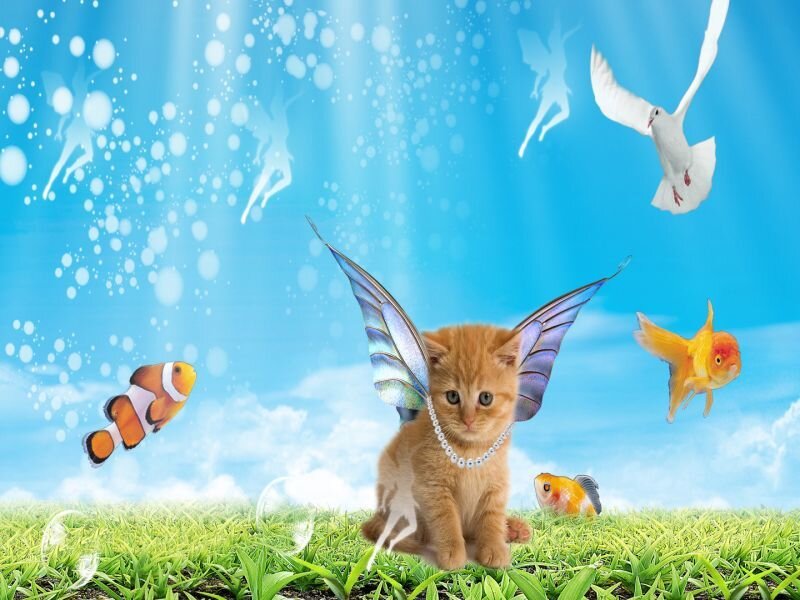 kitten with fairy wings