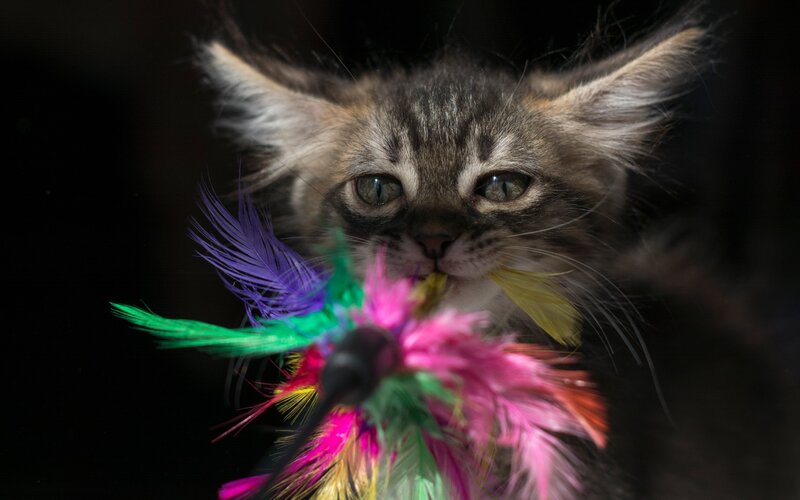 Kitten with Feather Toy